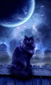 cat